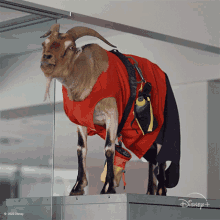 Licking Goats GIF - Licking Goats Free Solo GIFs