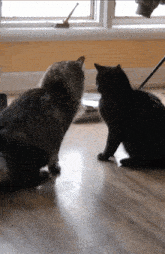 Cats Back Off GIF - Cats Back Off Hand On Shoulder GIFs