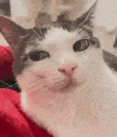 a close up of a cat looking at the camera .