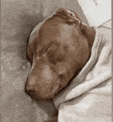 a brown dog is sleeping on a bed wrapped in a blanket .