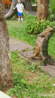 viralhog hugs fighting lizards friendship day