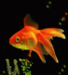 Goldfish GIF - Goldfish GIFs
