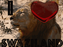 Iheartswaziland Coyotemediatv GIF - Iheartswaziland Coyotemediatv Coyotemedia GIFs
