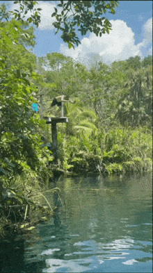 a person stands on a diving board over a body of water
