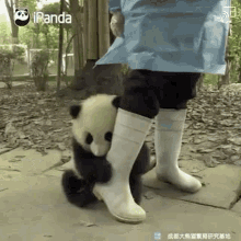 panda cute hug hugging leg dont leave