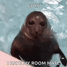 a seal is swimming in the water with the words guys i hate my room mate above it