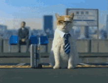 Business Cats Funny Animals GIF