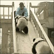 Zoo Panda GIF - Zoo Panda Slide GIFs