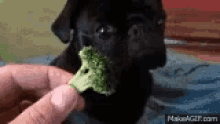 Broccoli Pug GIF - Broccoli Pug Adorable GIFs