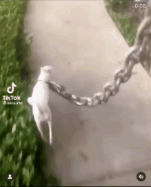 a dog is chained to a chain on a sidewalk ..
