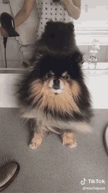 Drying Blower GIF - Drying Blower Fresh From The Bath GIFs