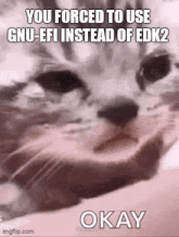 a close up of a cat 's face with the words `` you forced to use gnu-effi instead of edk2 ''