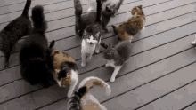 Meow Cats GIF - Meow Cats Playtime GIFs