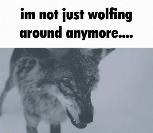 Wolfing Around GIF - Wolfing Around - Discover & Share GIFs