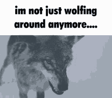 wolfing around