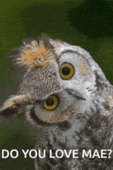 Owl Cute GIF - Owl Cute Love GIFs