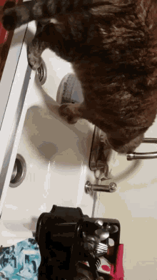 Cat Drinking Water GIF - Cat Drinking Water Shower GIFs