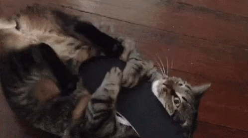 Cat Intensified Attack GIF - Cat Intensified Cat Slipper Attack Slippers - Discover & Share GIFs