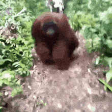 a close up of a monkey walking on a dirt road