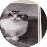 a cat is sitting on a ledge in a circle .