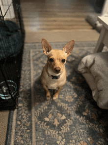 a small dog with a black collar sits on a rug