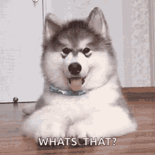 Wtf Whats That GIF - Wtf Whats That Puppy GIFs