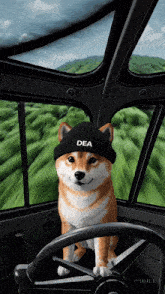 a dog wearing a black hat that says dea on it