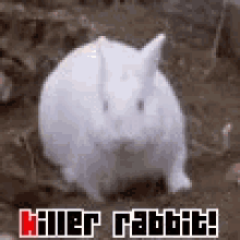 Killer Rabbit Bunny GIF - Killer Rabbit Bunny GIFs