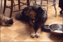 Scare Spin GIF - Scare Spin Dog GIFs