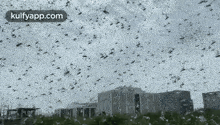 Huge Swarms Of Locust Have Now Reached Gurugram And Covered Large Tracts Of The Region In Haryana.Gif GIF - Huge Swarms Of Locust Have Now Reached Gurugram And Covered Large Tracts Of The Region In Haryana Locustsattack Locusts Attack GIFs