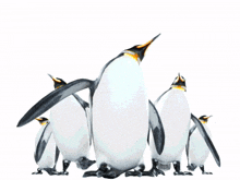 omw on my way running penguins squad