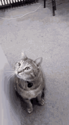 Cat Yawn GIF - Cat Yawn Cute GIFs