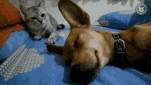 mad cat wake up get up dumb dog