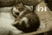 ลูกแมว หาว ง่วง นอน GIF - Cat Yawn Sleepy GIFs