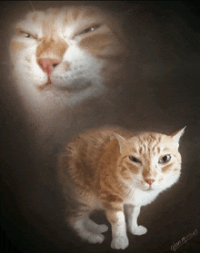 a picture of a cat with the name alan morows written on the bottom right
