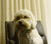 a small dog is sitting in a chair and looking up at the camera