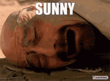 Sunny Sundog GIF - Sunny Sundog Sunward GIFs