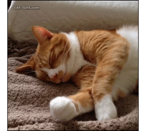 котик спит Sticker - котик спит трогают нос Stickers