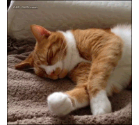котик спит Sticker - котик спит трогают нос Stickers