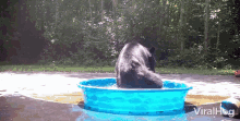 Bear Viralhog GIF - Bear Viralhog Swimming GIFs