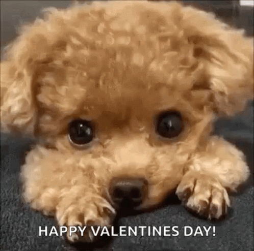 cute happy valentines day puppy