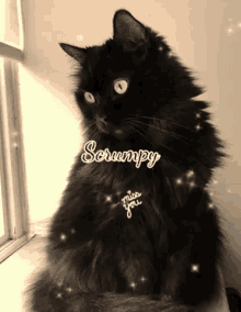 Scrumpy Scrumpy Cat GIF - Scrumpy Scrumpy Cat Shax Hcodrum GIFs