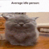 a cat is sitting on a table with the words average idle person above it