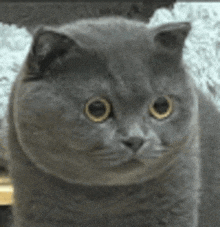 a close up of a gray cat with yellow eyes .