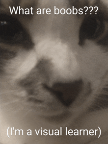 Storm Cat GIF - Storm Cat Boobs GIFs