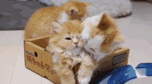 Sassy Kittens GIF - Cat Cats Kitten GIFs
