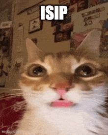 a close up of a cat 's face with a caption that says isip