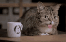 疲れた　つかれた　ネコ　猫　ねこ GIF - Tired Cat GIFs