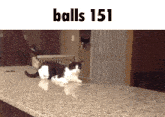 a black and white cat is walking on a counter with the words balls 151 above it