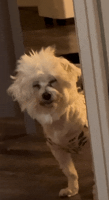 a small white dog standing on its hind legs